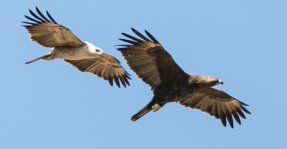 Wahlberg's Eagle